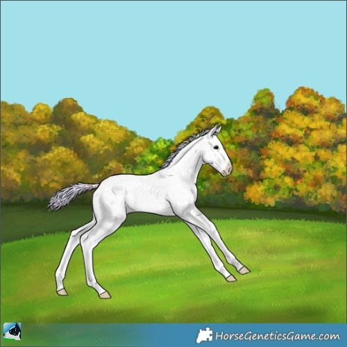 Horse Color:Nacre Chocolate Silver Black Ice Sabino 