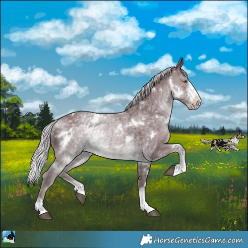 Horse Color:White Spotted Chocolate Silver Black Chinchilla Sabino Rabicano 
