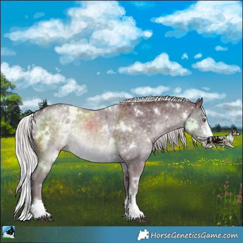 Horse Color:White Spotted Chocolate Silver Black Chinchilla Sabino Rabicano 