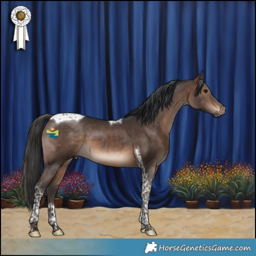 Horse Color:Brown Tobiano 