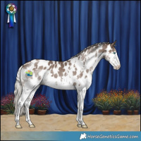 Horse Color:White Spotted Silver Black Splash Near Leopard