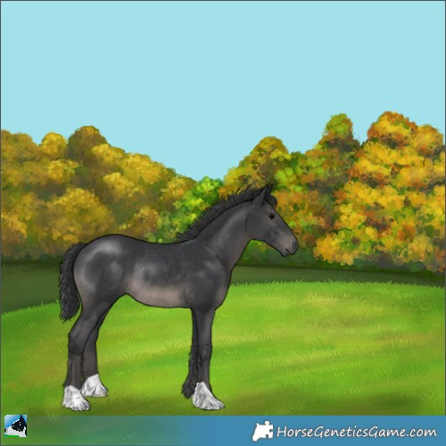 Horse Color:Black Rabicano 