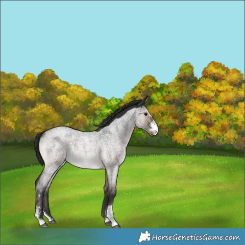 Horse Color:Brown Roan Dun Sabino Rabicano 