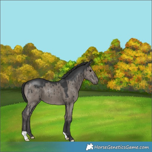 Horse Color:Grullo Brindle 