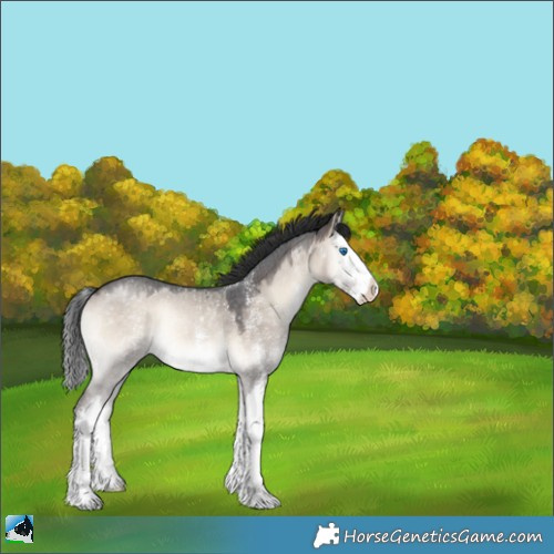 Horse Color:Brown Onyx Mushroom Sabino Splash Rabicano 