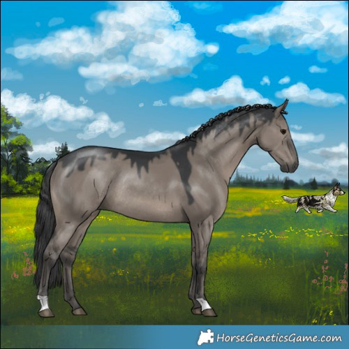 Horse Color:Grullo Rabicano 