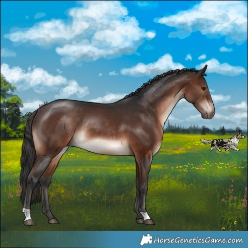 Horse Color:Brown Mushroom Rabicano 