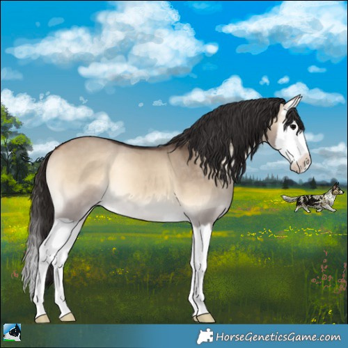 Horse Color:Bay Onyx Splash 