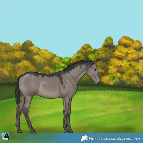 Horse Color:Grullo Mushroom 