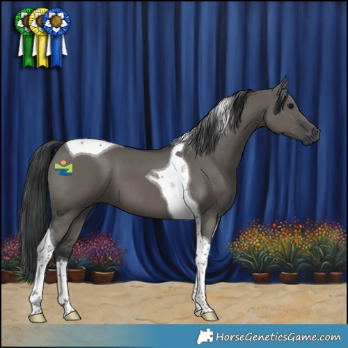 Horse Color:Grullo Tobiano