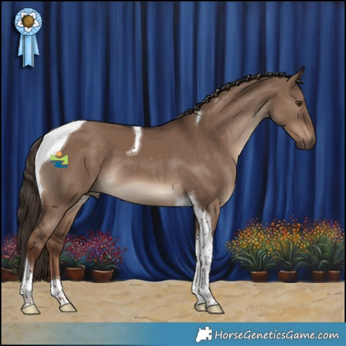 Horse Color:Liver Red Dun Tobiano 