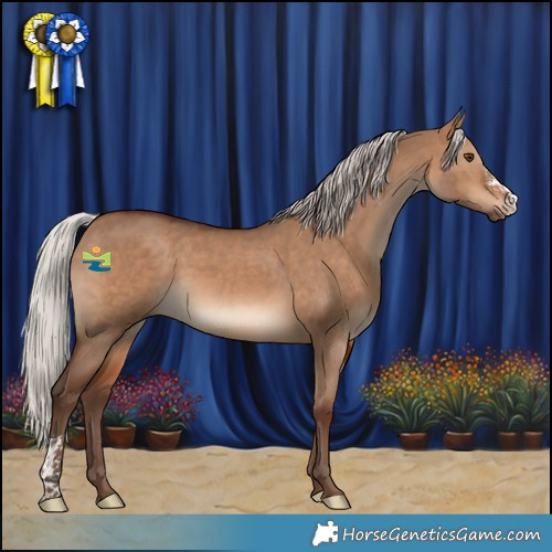 Horse Color:Silver Bay Dun Sabino 