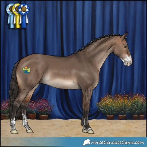 Horse Color:Bay Dun Sabino 