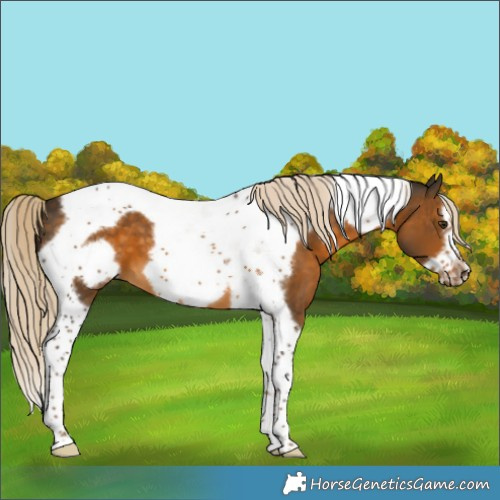 Horse Color:Chocolate Palomino Tobiano Frame 