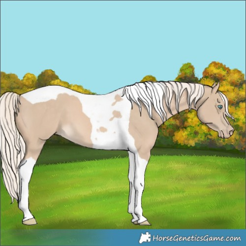 Horse Color:Cremello Tobiano