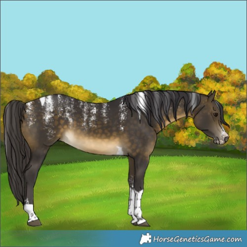 Horse Color:Powder White Buckskin Tobiano 