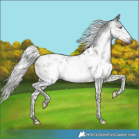 Horse Color:Gray Silver Brown Sabino Splash Tobiano Appaloosa 