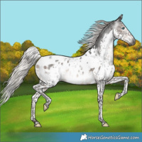 Horse Color:Gray Silver Brown Sabino Splash Tobiano Appaloosa 