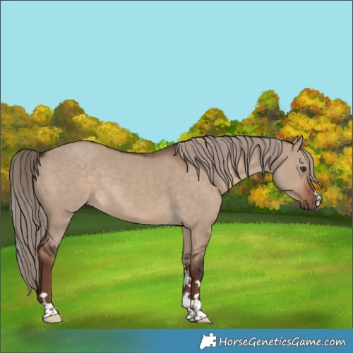 Horse Color:Liver Red Dun