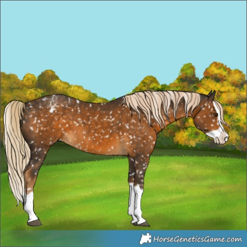 Horse Color:Chocolate Palomino Splash Appaloosa 