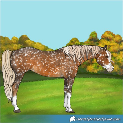 Horse Color:Chocolate Palomino Splash Appaloosa 