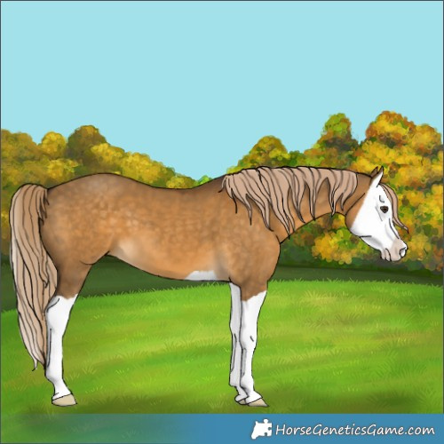 Horse Color:Chocolate Palomino Dun Splash 