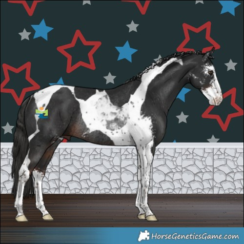 Horse Color:Liver Chestnut Sabino Tobiano Rabicano 