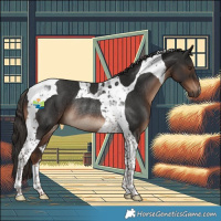 Horse Color:Liver Chestnut Tobiano Rabicano 