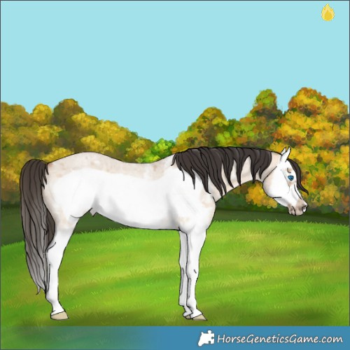 Horse Color:Bay Roan Dun Sabino Splash Frame Rabicano 