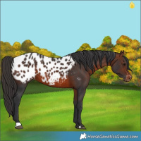 Horse Color:Brown Blanket 