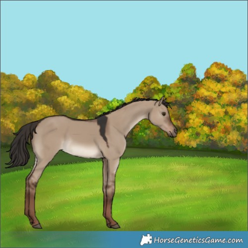 Horse Color:Liver Red Dun 