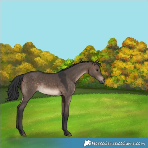 Horse Color:Brown Dun Rabicano 