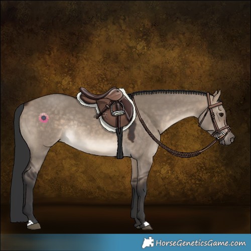 Horse Color:Brown Dun Rabicano 