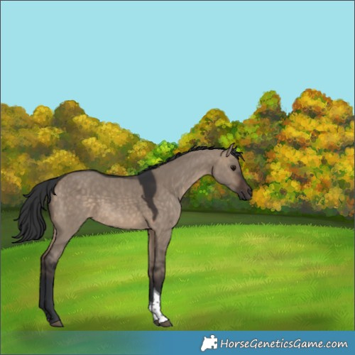 Horse Color:Brown Dun Tobiano 