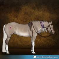 Horse Color:Silver Brown Dun Tobiano