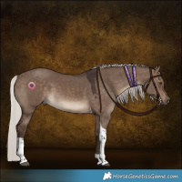 Horse Color:Silver Brown Dun Tobiano 