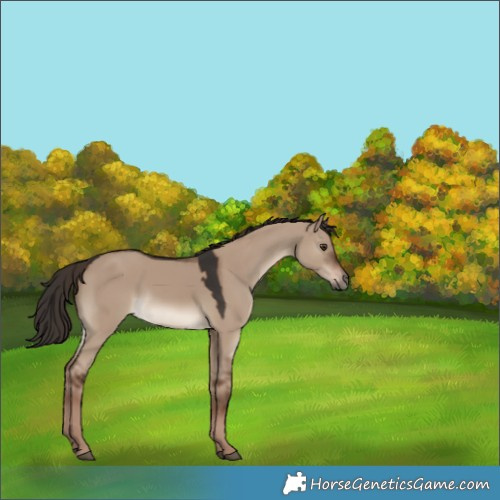 Horse Color:Liver Red Dun Rabicano 
