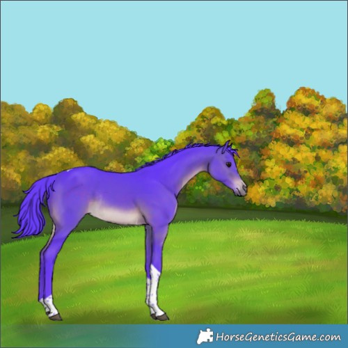 Horse Color:Watercolor Brown Tobiano Rabicano 