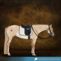 Horse Color:Chocolate Palomino Roan Dun 
