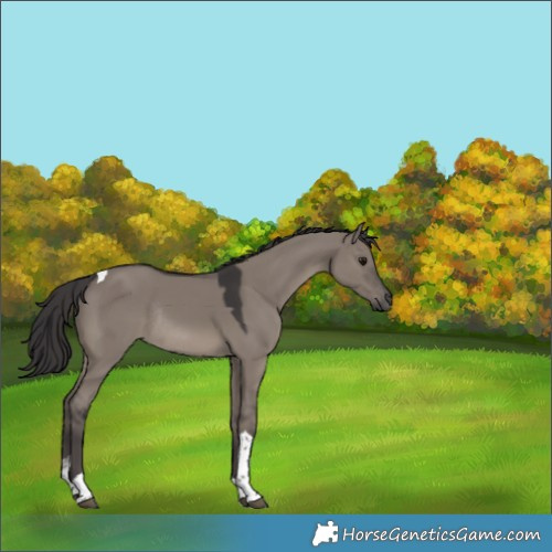 Horse Color:Smoky Grullo Tobiano Rabicano 