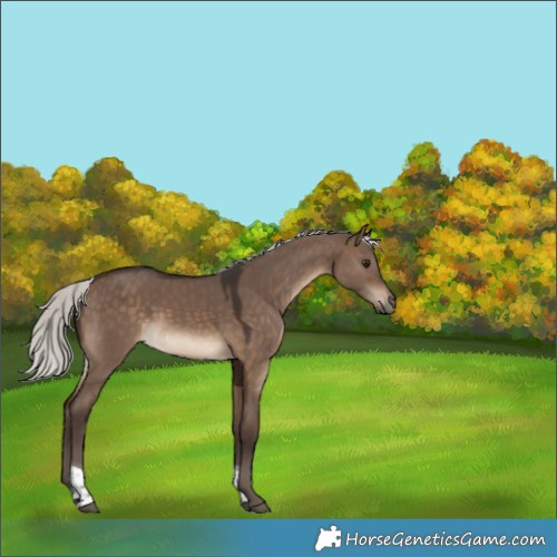 Horse Color:Silver Brown Dun Tobiano 