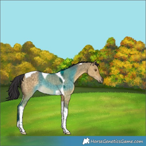 Horse Color:Buckskin Dun Tobiano Rabicano 