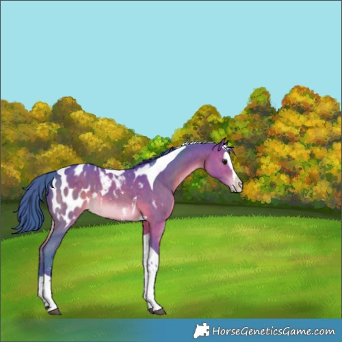 Horse Color:Watercolor Brown Sabino Splash Tobiano Near Leopard Rabicano 