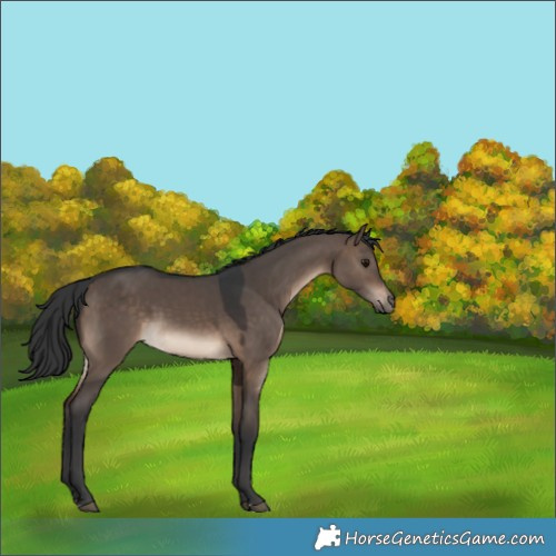 Horse Color:Brown Dun 