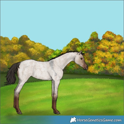 Horse Color:Liver Red Dun Roan 