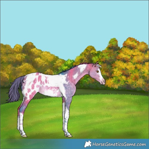 Horse Color:Watercolor Buckskin Dun Tobiano Frame Appaloosa Rabicano 