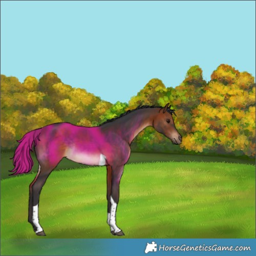 Horse Color:Bay Tobiano Rabicano 