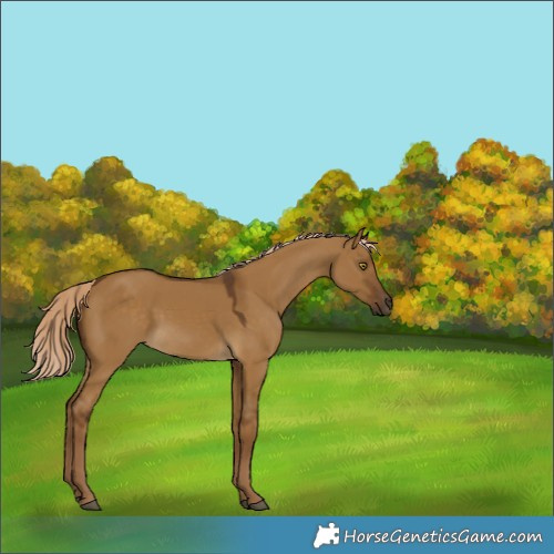 Horse Color:Chocolate Palomino Dun 