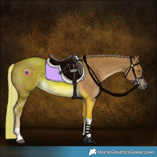 Horse Color:Chocolate Palomino Dun Tobiano Rabicano 