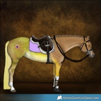 Horse Color:Chocolate Palomino Dun Tobiano Rabicano 